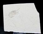 Cretaceous Fossil Shrimp Carpopenaeus - Lebanon #20899-1